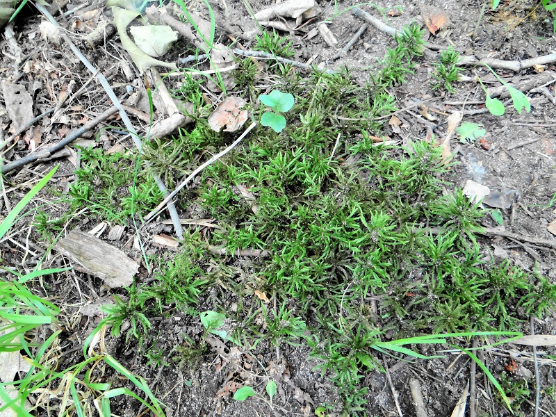 Climacium americanum